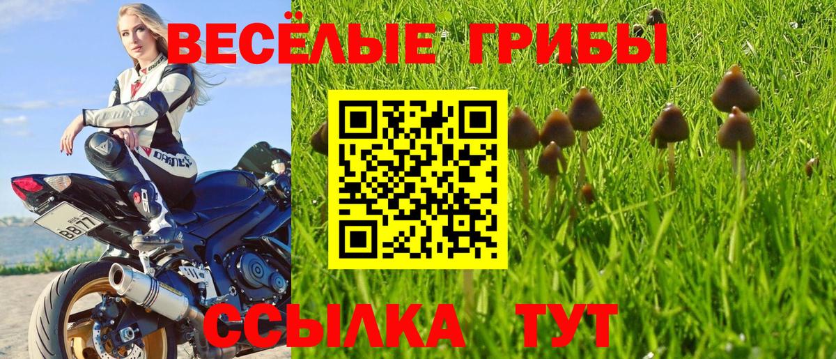 Псилоцибиновые грибы MAGIC MUSHROOMS Чернушка